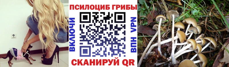 Купить  Новосокольники  Псилоцибиновые грибы GOLDEN TEACHER 